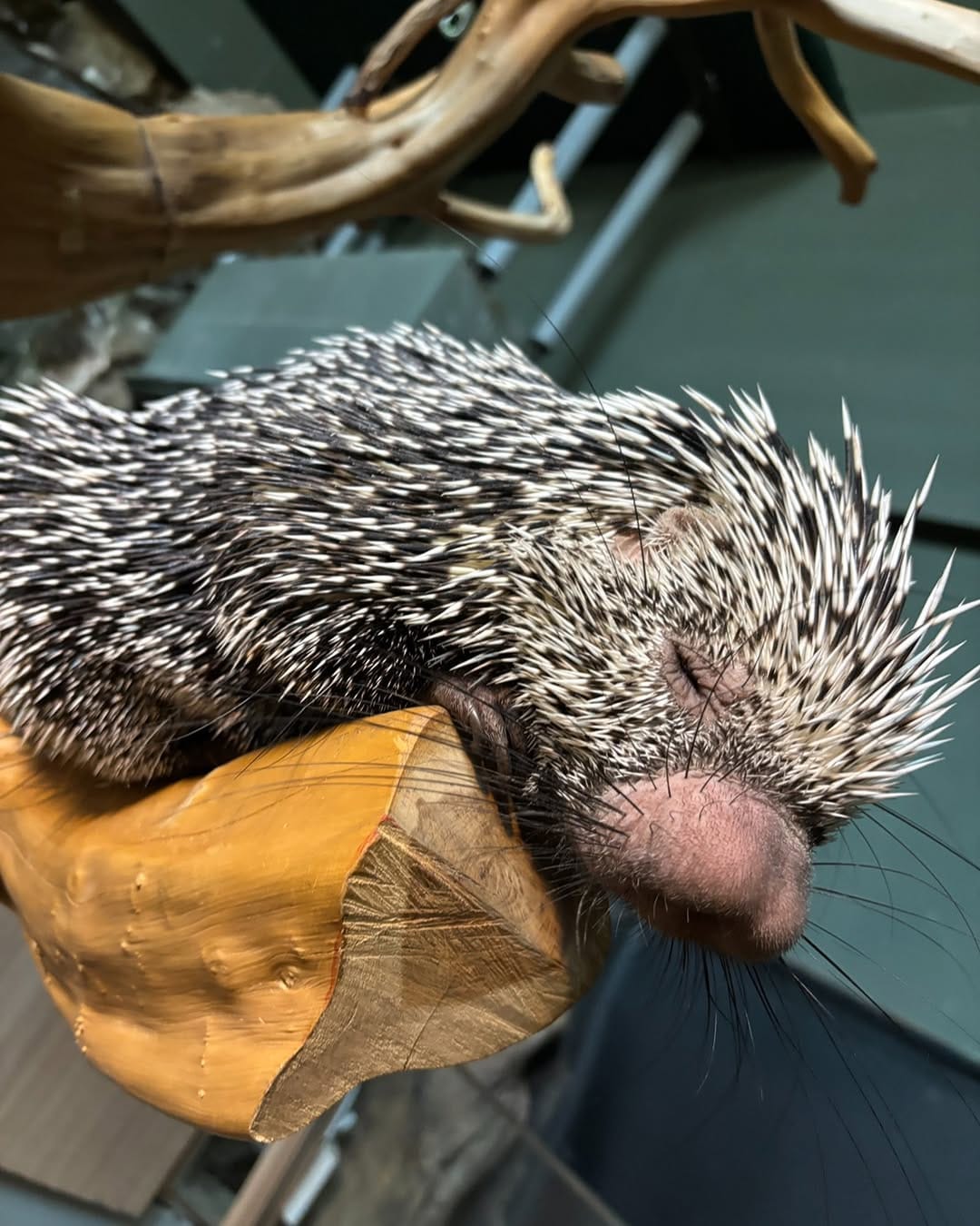 Post 4 by カワスイ 川崎水族館 on Instagram (image)