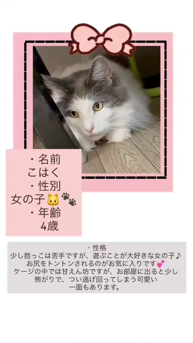 Post 4 by PAW ROOM | 犬猫里親募集中 on Instagram (video)