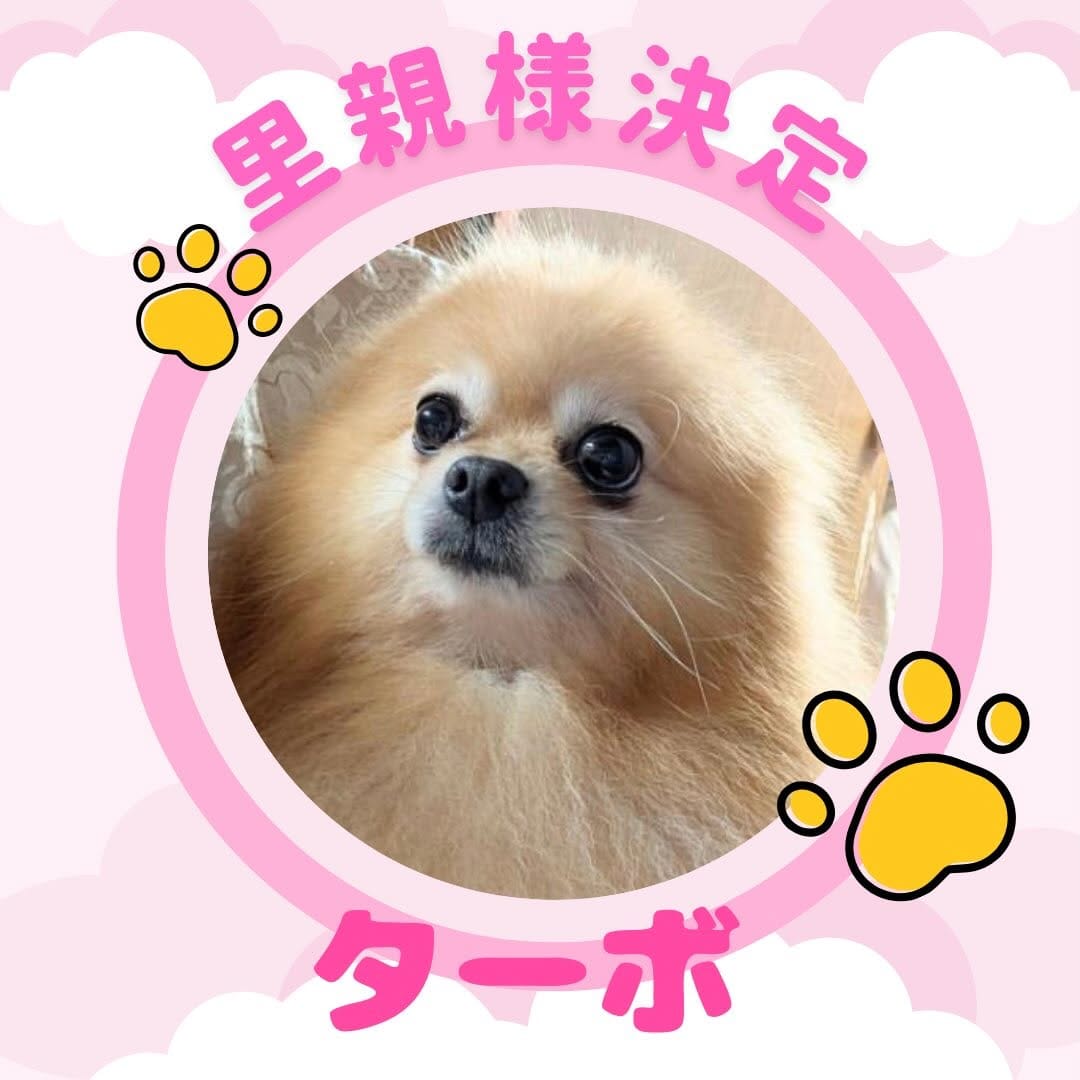 Post 1 by PAW ROOM | 犬猫里親募集中 on Instagram (image)