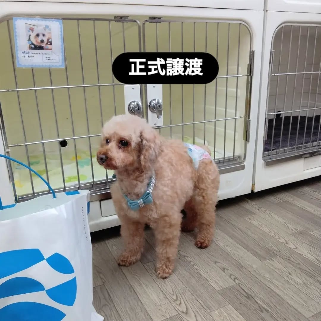 Post 7 by PAW ROOM | 犬猫里親募集中 on Instagram (image)