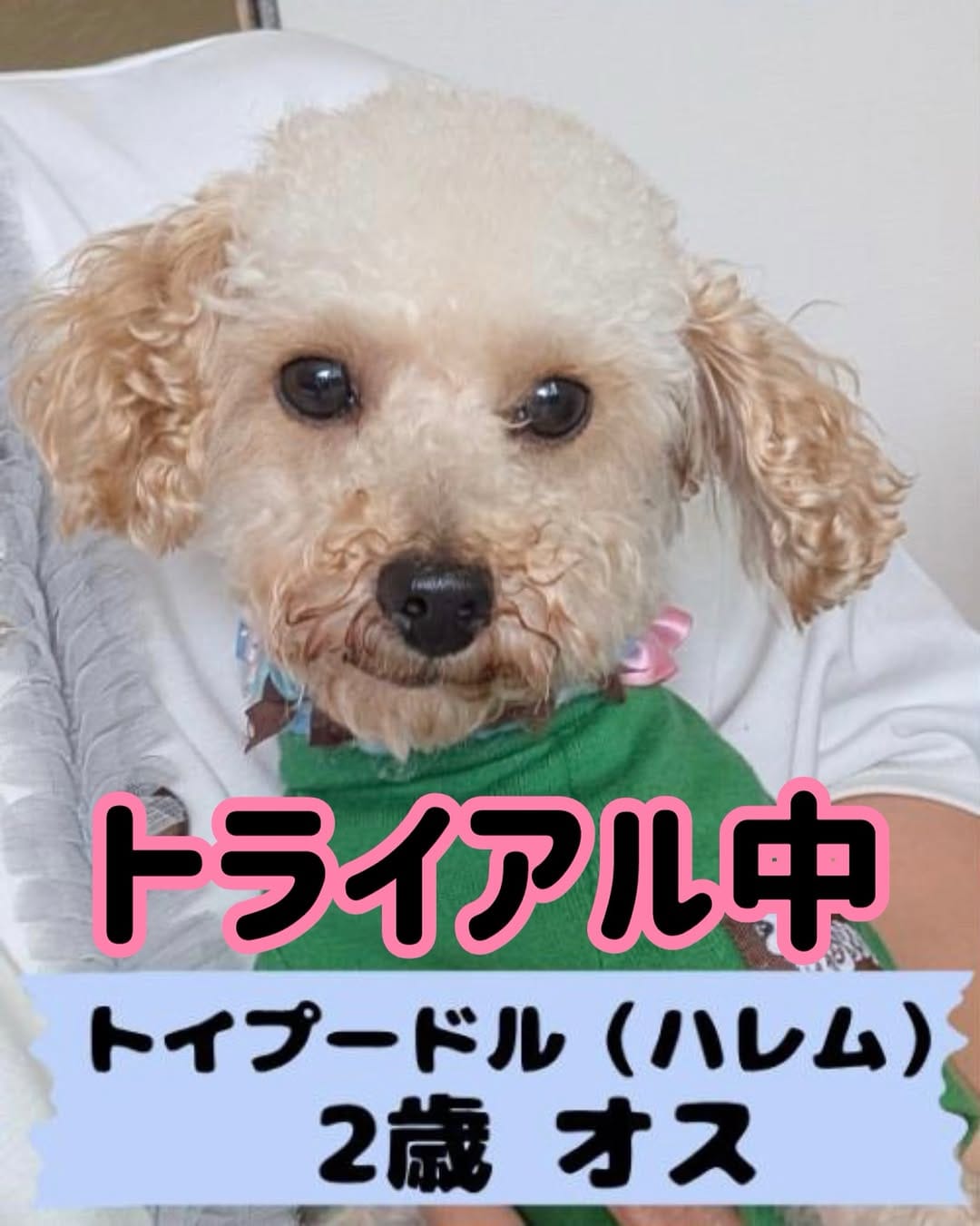 Post 3 by PAW ROOM | 犬猫里親募集中 on Instagram (image)