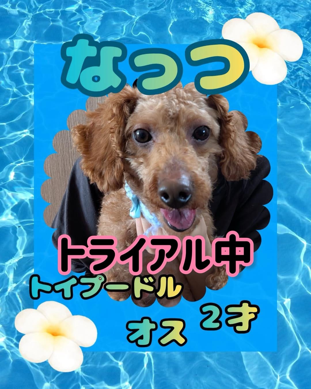 Post 6 by PAW ROOM | 犬猫里親募集中 on Instagram (image)