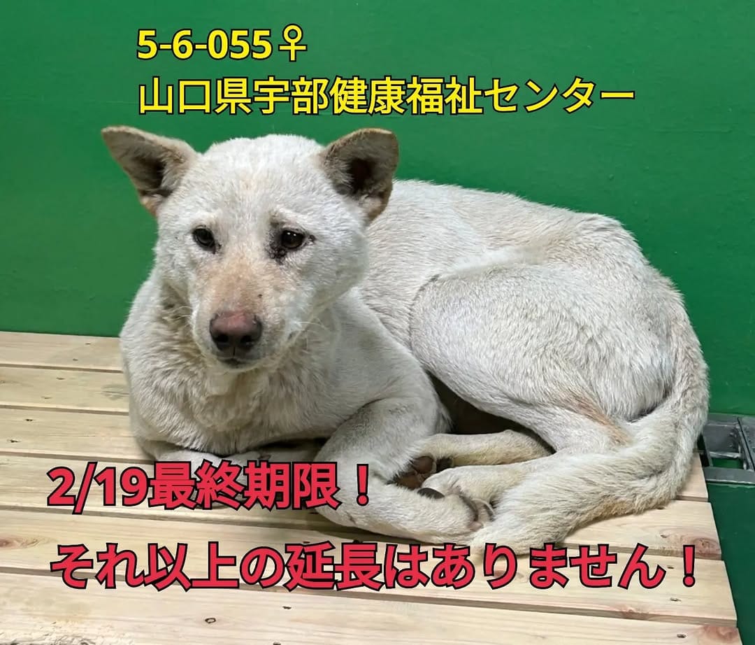 Post 1 by ちびたまのしっぽ 愛護会 on Instagram (carousel)