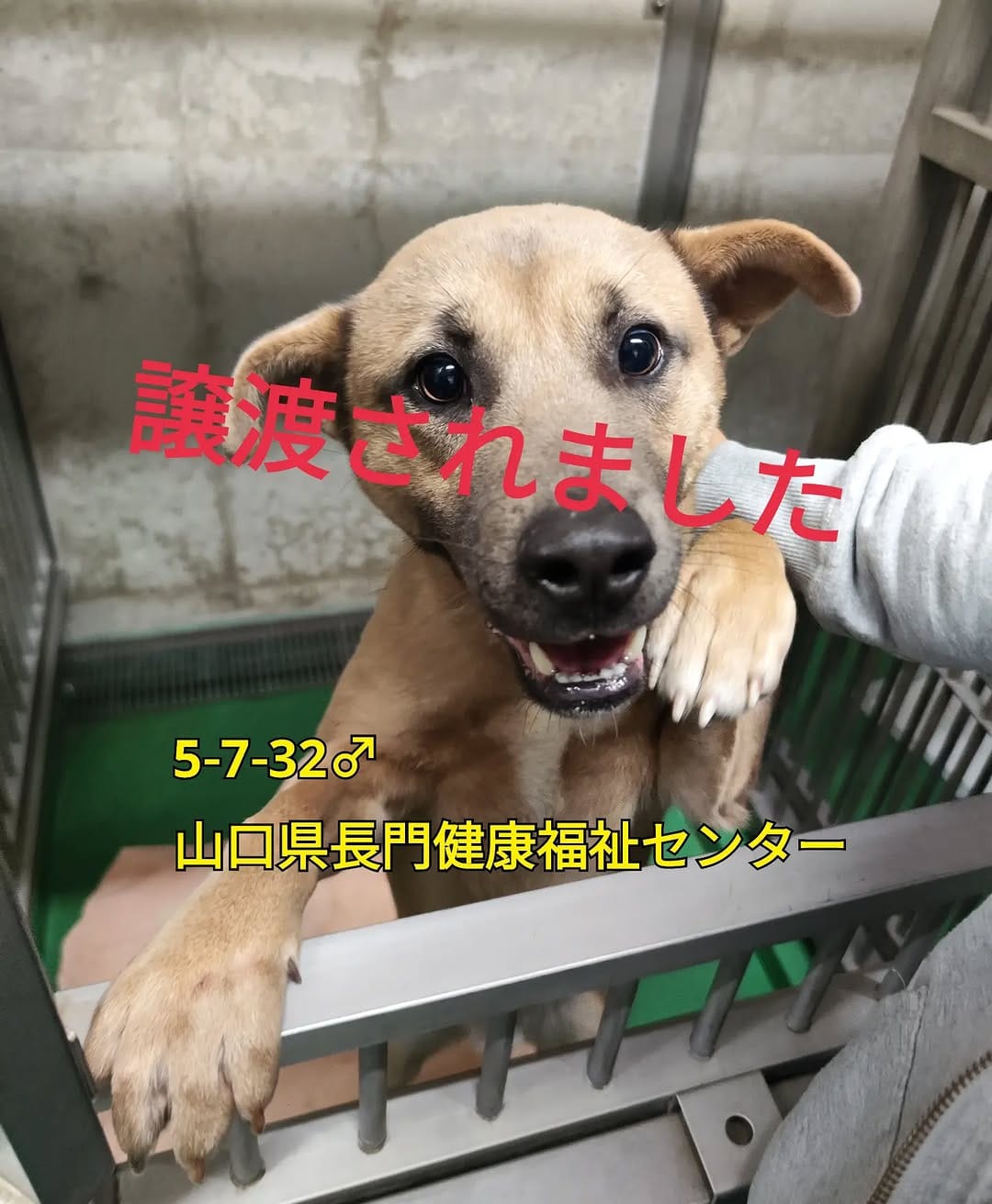Post 6 by ちびたまのしっぽ 愛護会 on Instagram (image)