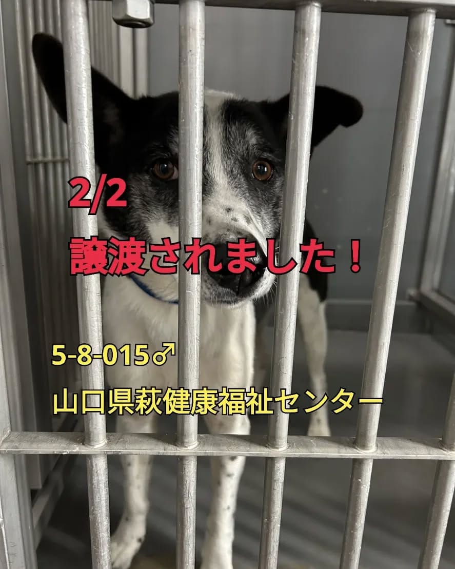 Post 3 by ちびたまのしっぽ 愛護会 on Instagram (image)