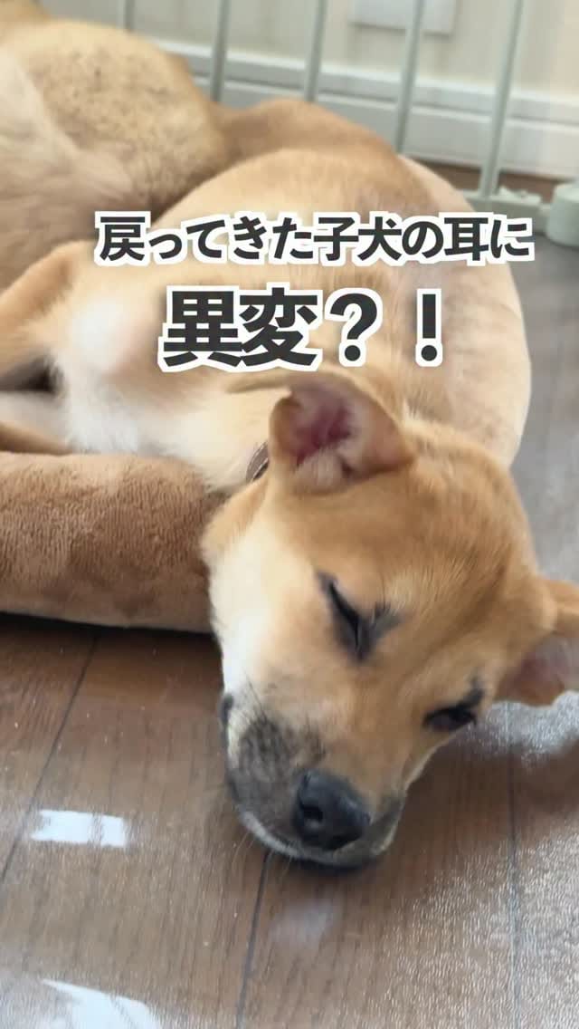 Post 1 by きなこ先生｜Pawsitive(パウジティブ）｜保護犬の預かりボランティア on Instagram (video)