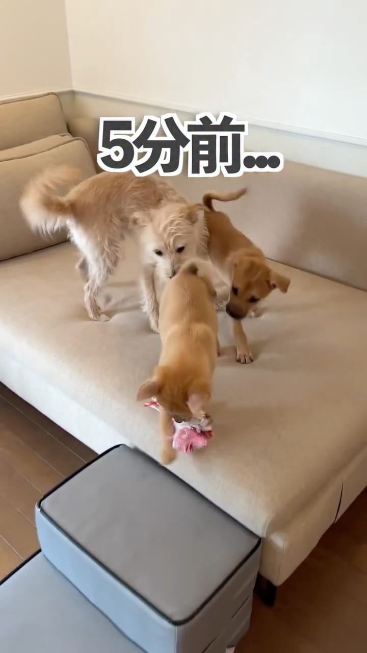 Post 6 by きなこ先生｜Pawsitive(パウジティブ）｜保護犬の預かりボランティア on Instagram (video)