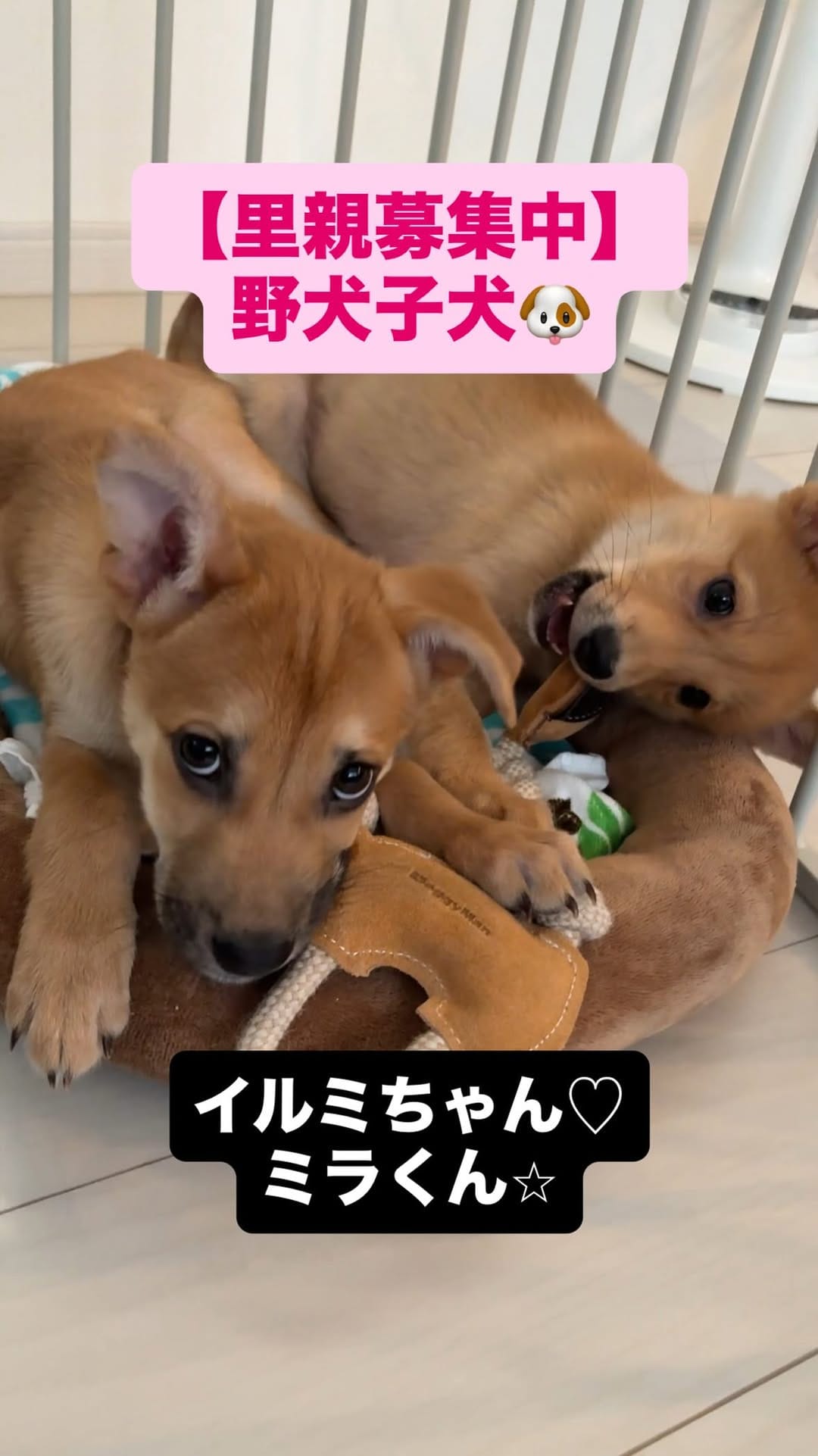 Post 4 by きなこ先生｜Pawsitive(パウジティブ）｜保護犬の預かりボランティア on Instagram (video)