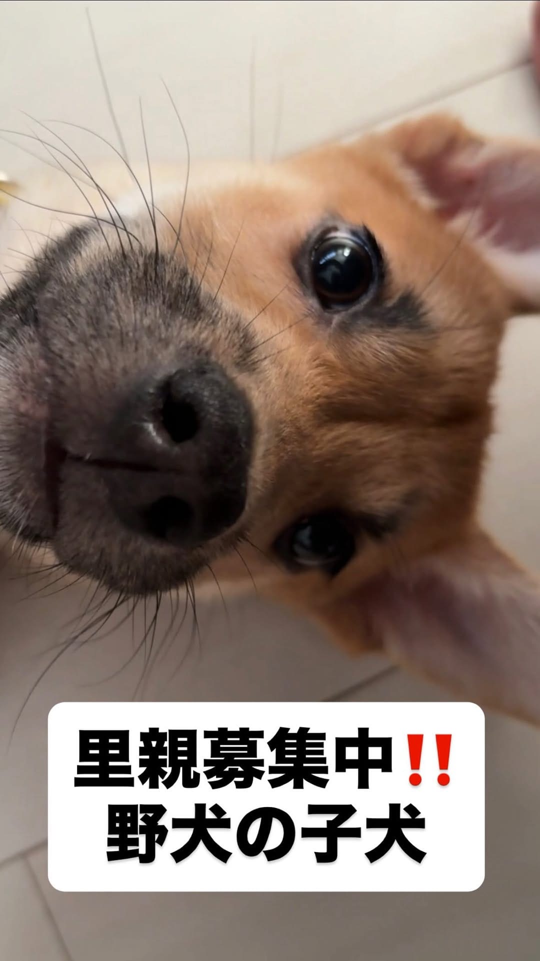 Post 3 by きなこ先生｜Pawsitive(パウジティブ）｜保護犬の預かりボランティア on Instagram (video)