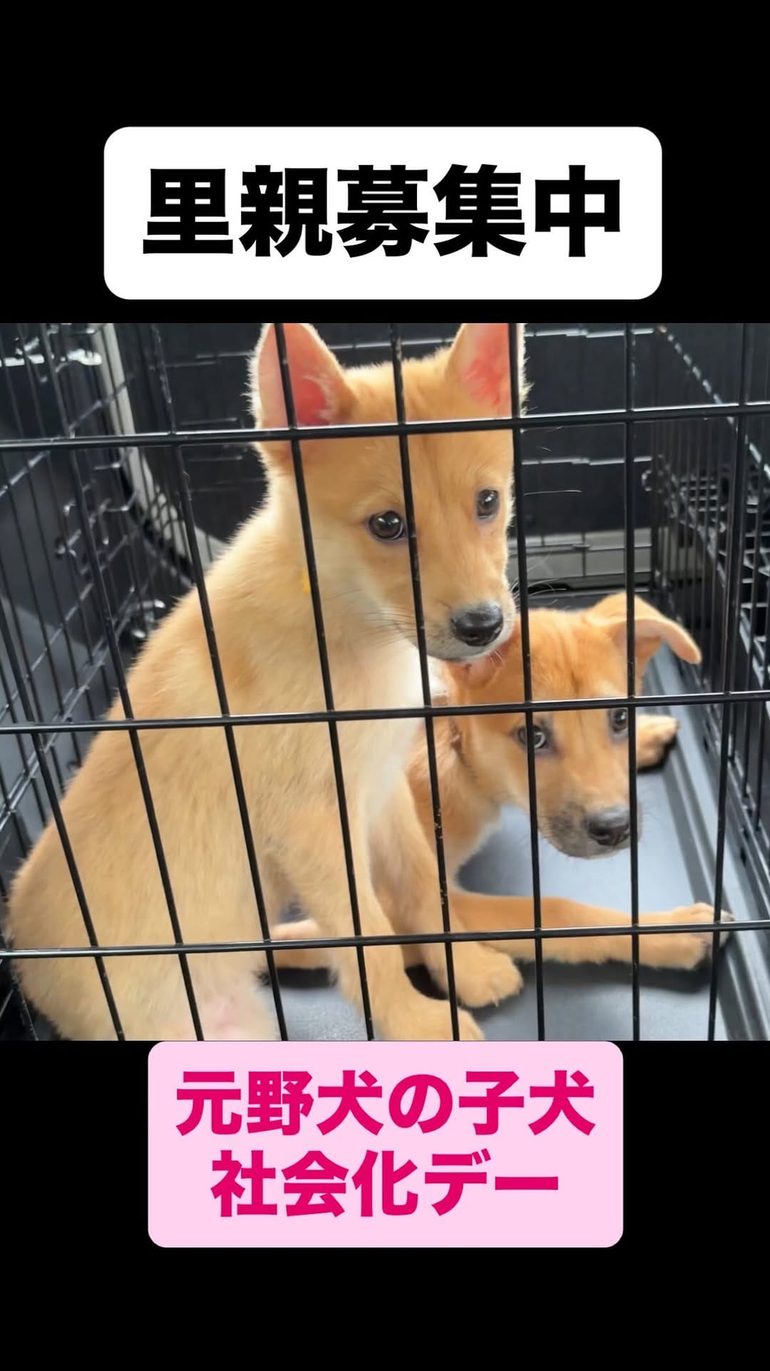 Post 2 by きなこ先生｜Pawsitive(パウジティブ）｜保護犬の預かりボランティア on Instagram (video)