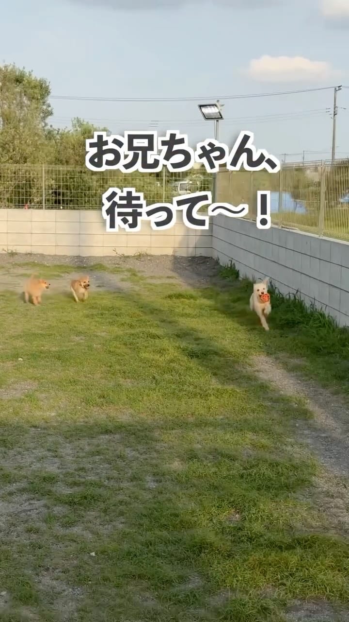 Post 7 by きなこ先生｜Pawsitive(パウジティブ）｜保護犬の預かりボランティア on Instagram (video)