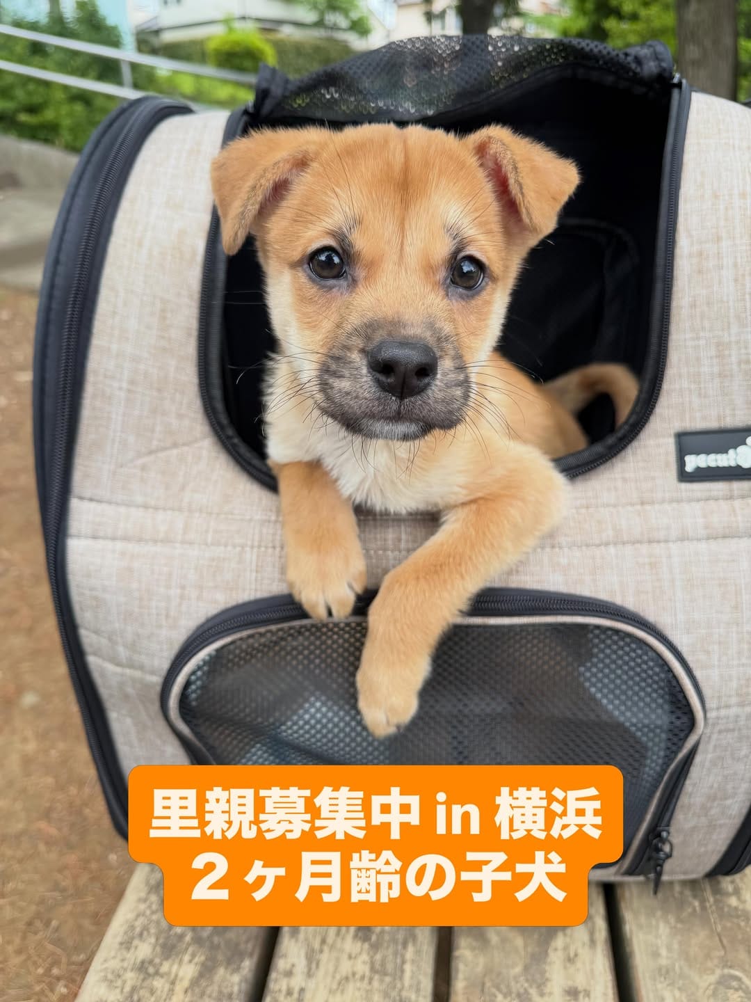 Post 9 by きなこ先生｜Pawsitive(パウジティブ）｜保護犬の預かりボランティア on Instagram (carousel)