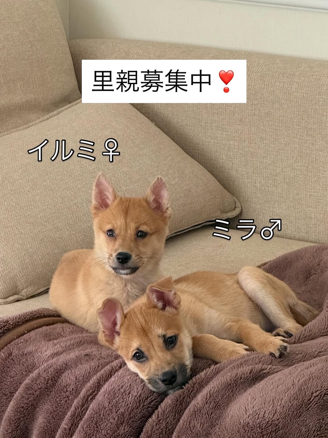 Post 8 by きなこ先生｜Pawsitive(パウジティブ）｜保護犬の預かりボランティア on Instagram (carousel)