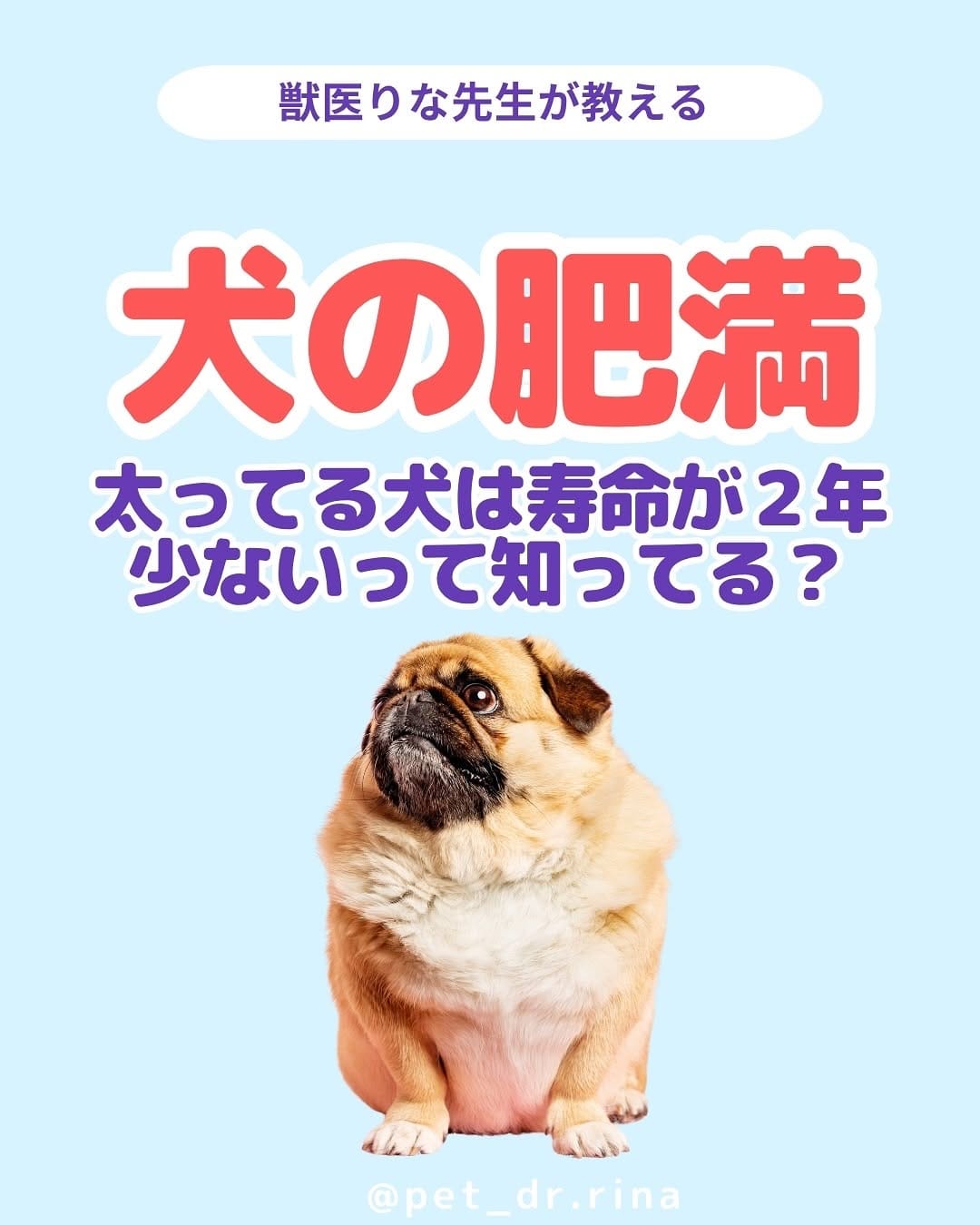 Post 6 by 獣医りな先生|皮膚科|手作り食 on Instagram (carousel)