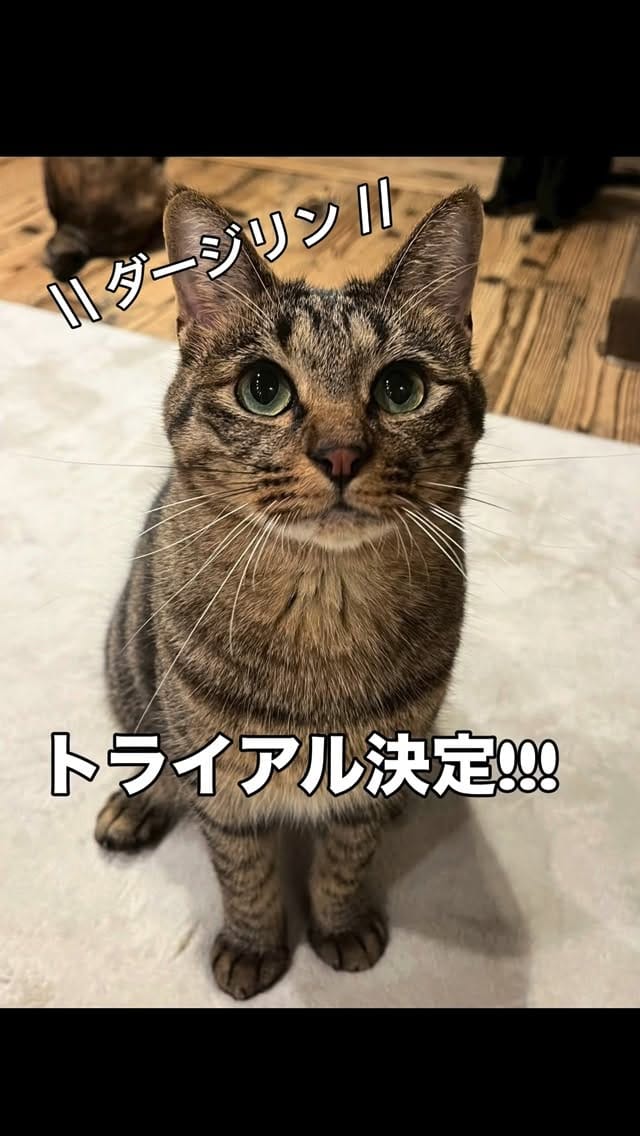 Post 4 by 保護猫カフェneu。 （里親募集中） on Instagram (video)