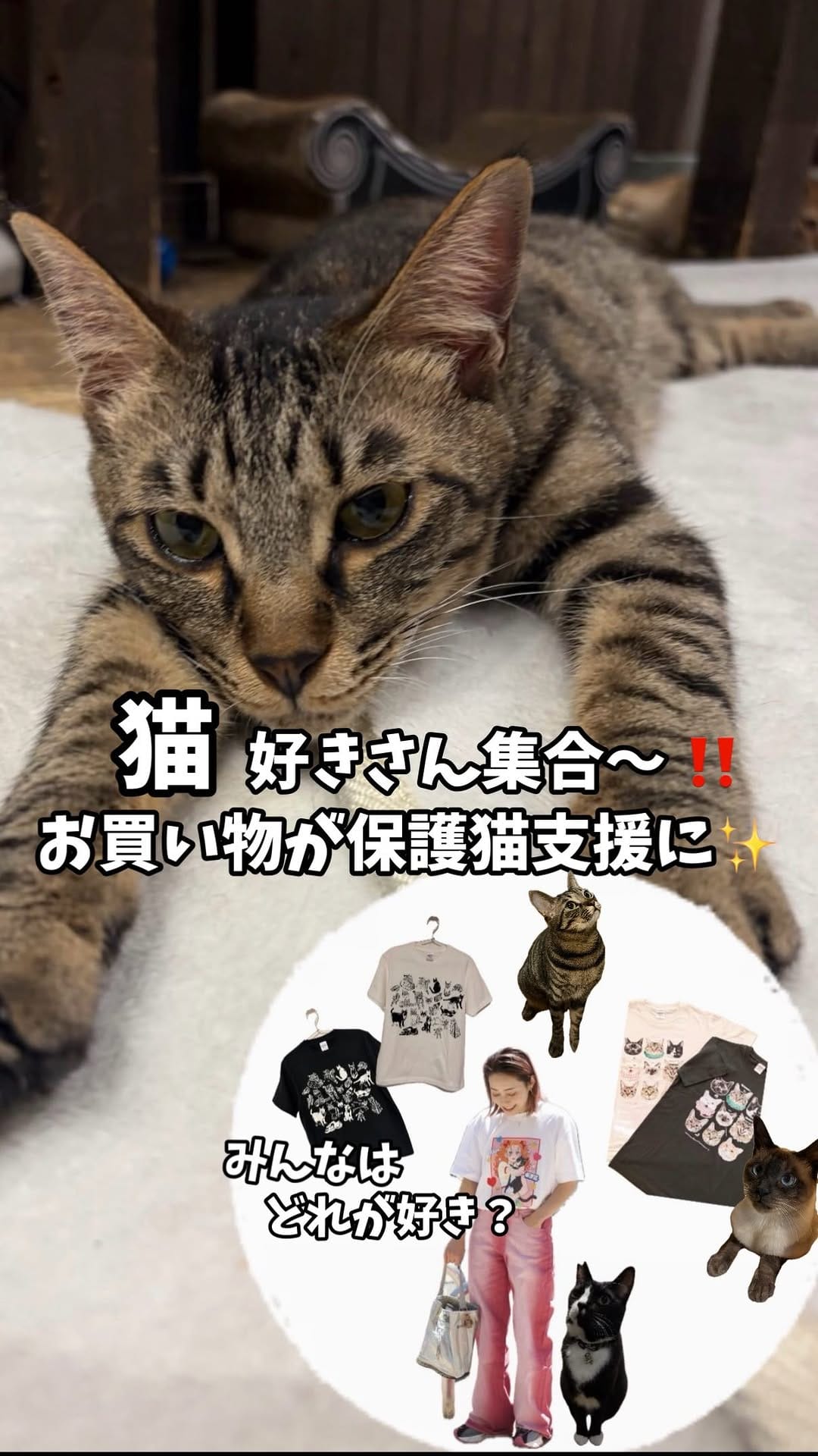 Post 9 by 保護猫カフェneu。 （里親募集中） on Instagram (video)