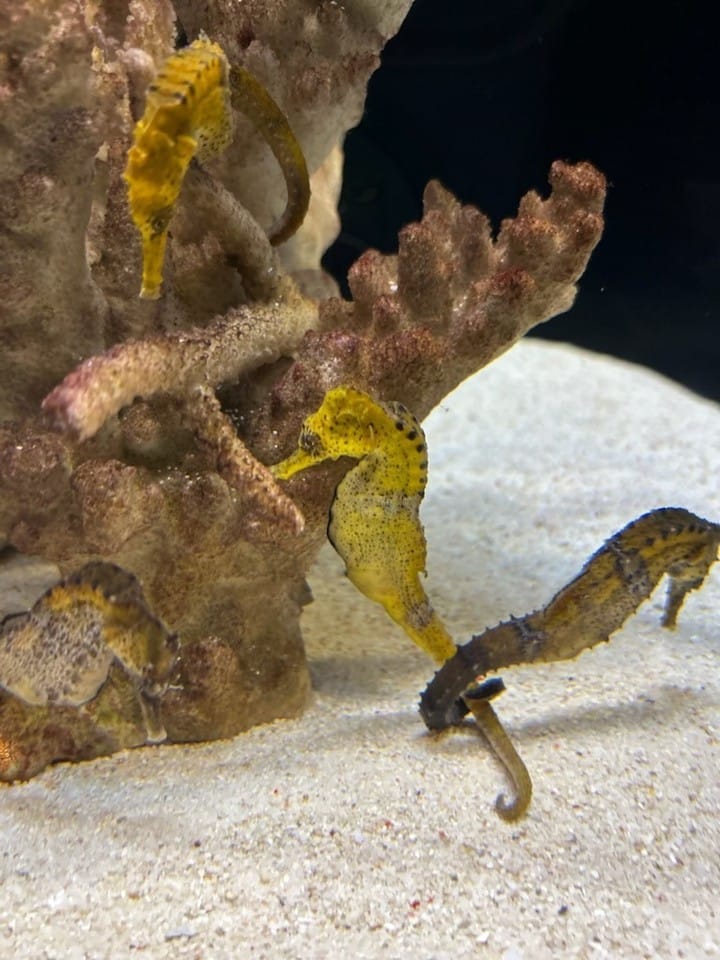 Post 9 by マクセル アクアパーク品川 on Instagram (image)