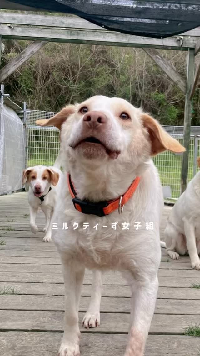 Post 6 by ⚘ NPO法人 ケダマの会 ⚘ on Instagram (video)