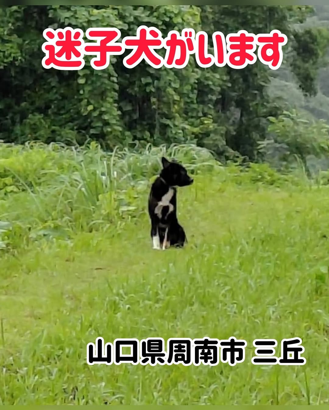 Post 2 by ⚘ NPO法人 ケダマの会 ⚘ on Instagram (image)