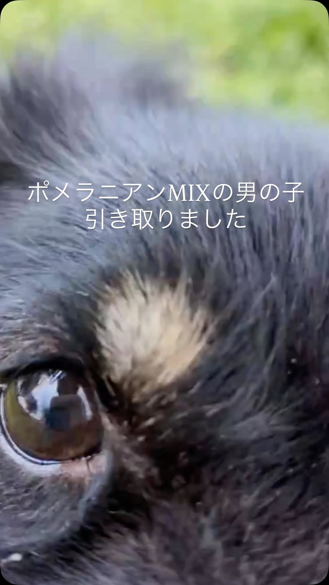Post 3 by Delacroix Dog Ranch（ドラクロアドッグランチ）|保護した犬猫の新しいお家を探すボランティア団体 on Instagram (video)