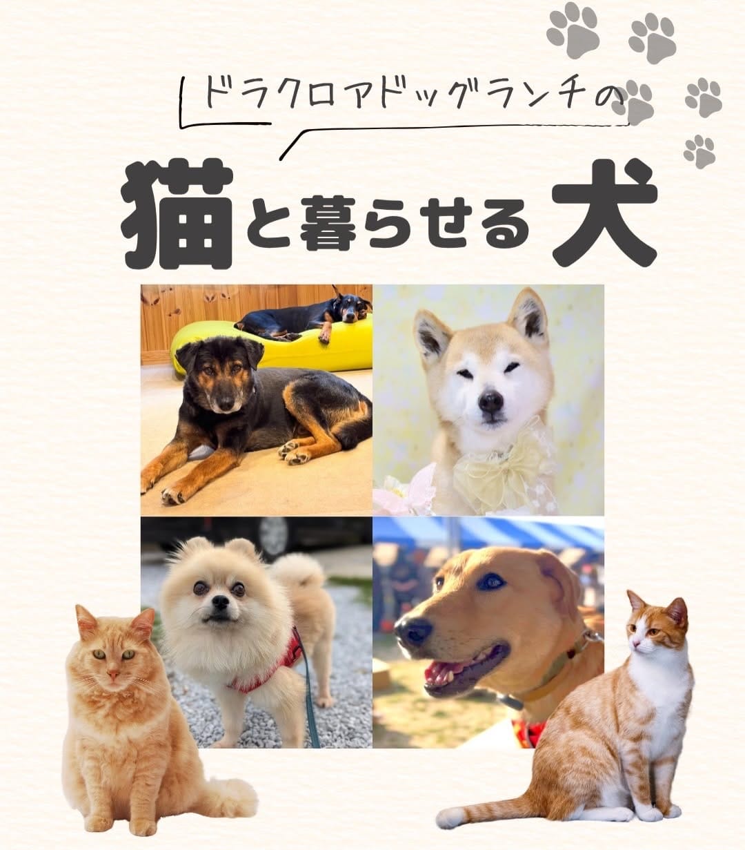 Post 6 by Delacroix Dog Ranch（ドラクロアドッグランチ）|保護した犬猫の新しいお家を探すボランティア団体 on Instagram (carousel)