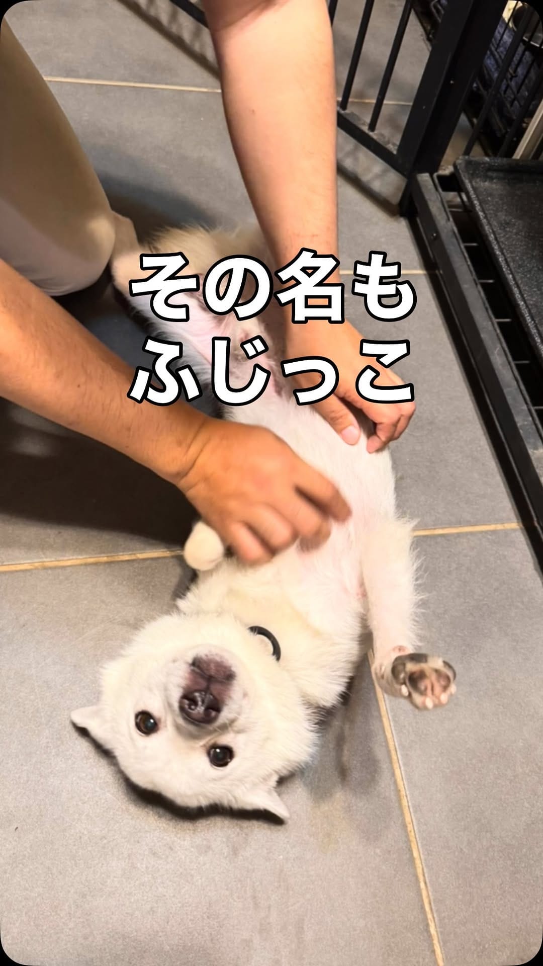 Post 7 by Delacroix Dog Ranch（ドラクロアドッグランチ）|保護した犬猫の新しいお家を探すボランティア団体 on Instagram (video)