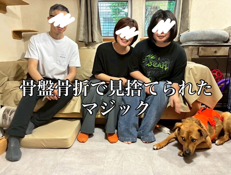Post 4 by Delacroix Dog Ranch（ドラクロアドッグランチ）|保護した犬猫の新しいお家を探すボランティア団体 on Instagram (carousel)