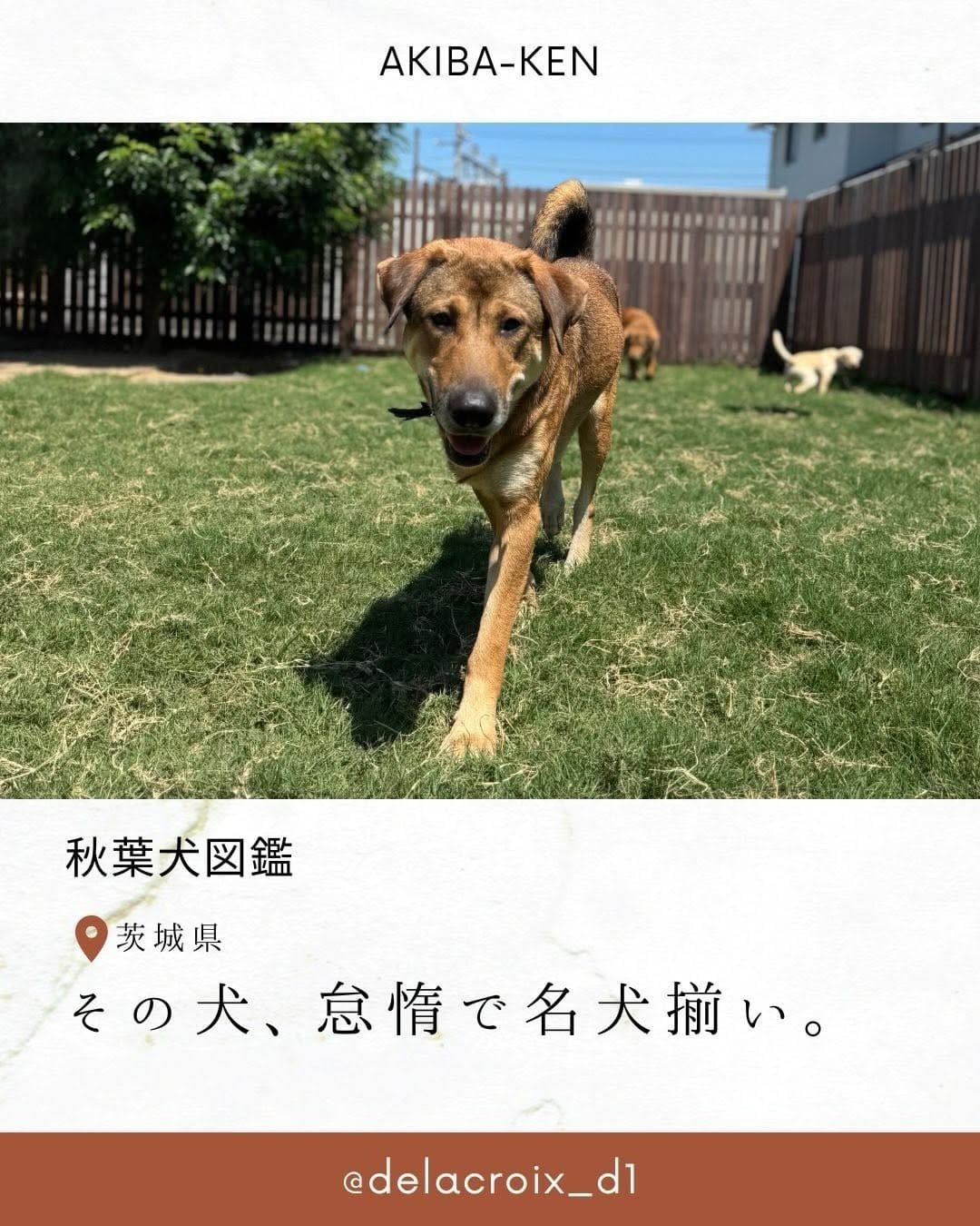 Post 9 by Delacroix Dog Ranch（ドラクロアドッグランチ）|保護した犬猫の新しいお家を探すボランティア団体 on Instagram (carousel)