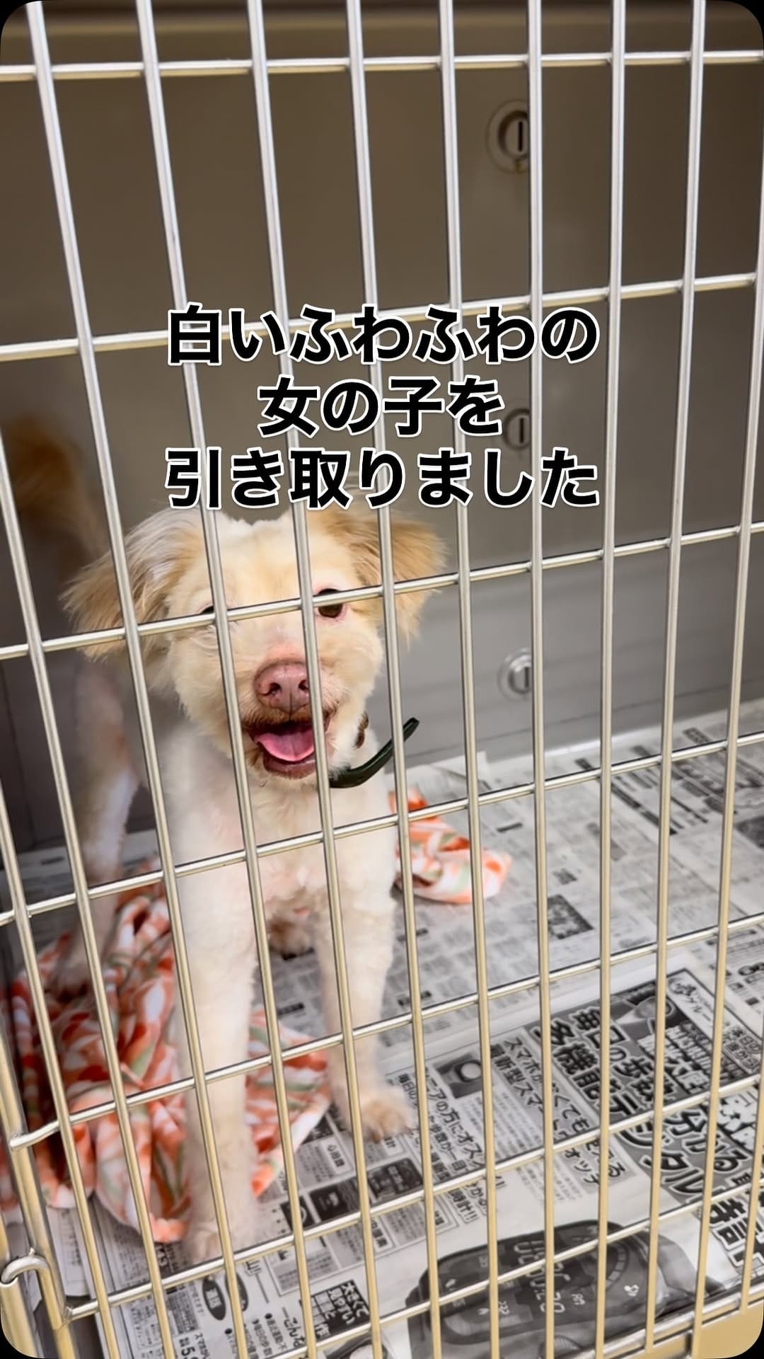 Post 8 by Delacroix Dog Ranch（ドラクロアドッグランチ）|保護した犬猫の新しいお家を探すボランティア団体 on Instagram (video)