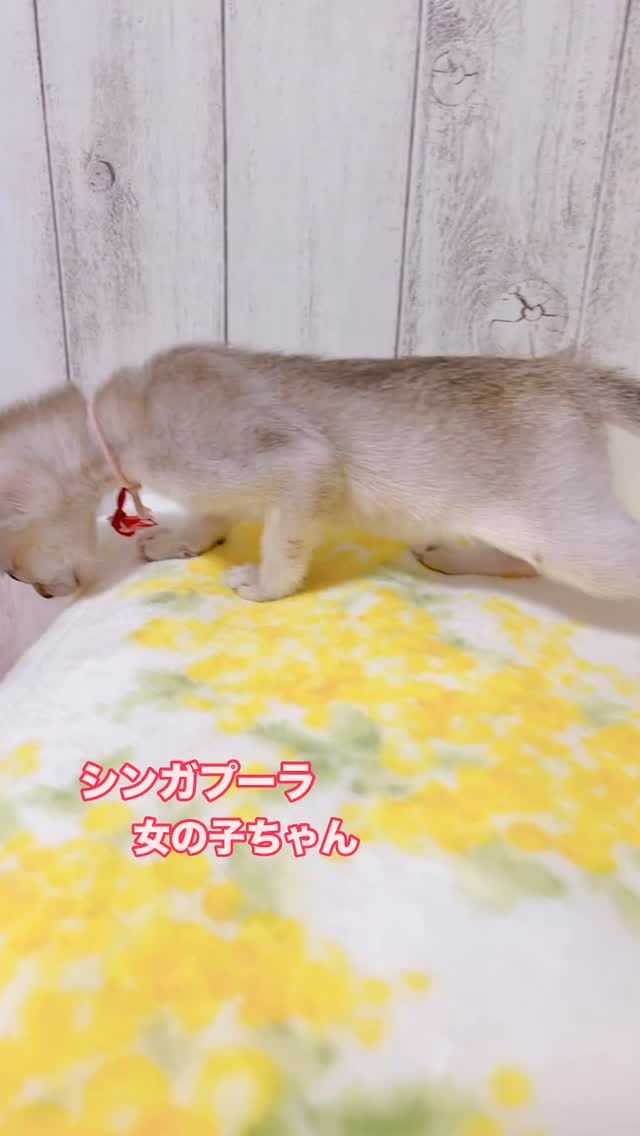 Post 5 by 🅰️ シンガプーラ専門ブリーダー:アンファミリー⬜️抜け毛が少ない世界最小の猫⬜️大阪 on Instagram (video)