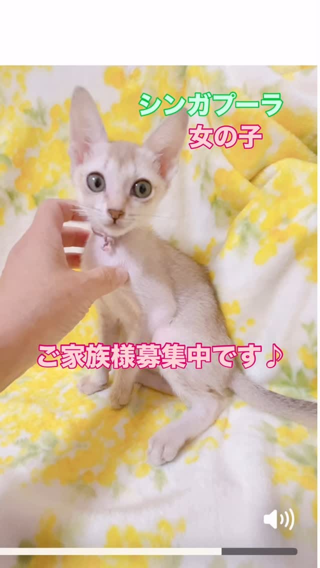 Post 4 by 🅰️ シンガプーラ専門ブリーダー:アンファミリー⬜️抜け毛が少ない世界最小の猫⬜️大阪 on Instagram (video)