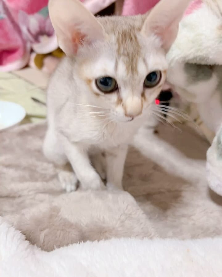 Post 8 by 🅰️ シンガプーラ専門ブリーダー:アンファミリー⬜️抜け毛が少ない世界最小の猫⬜️大阪 on Instagram (carousel)