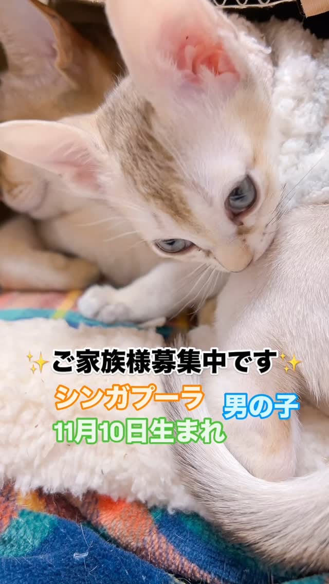 Post 10 by 🅰️ シンガプーラ専門ブリーダー:アンファミリー⬜️抜け毛が少ない世界最小の猫⬜️大阪 on Instagram (video)