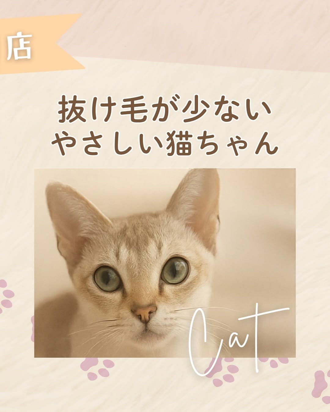 Post 2 by 🅰️ シンガプーラ専門ブリーダー:アンファミリー⬜️抜け毛が少ない世界最小の猫⬜️大阪 on Instagram (carousel)