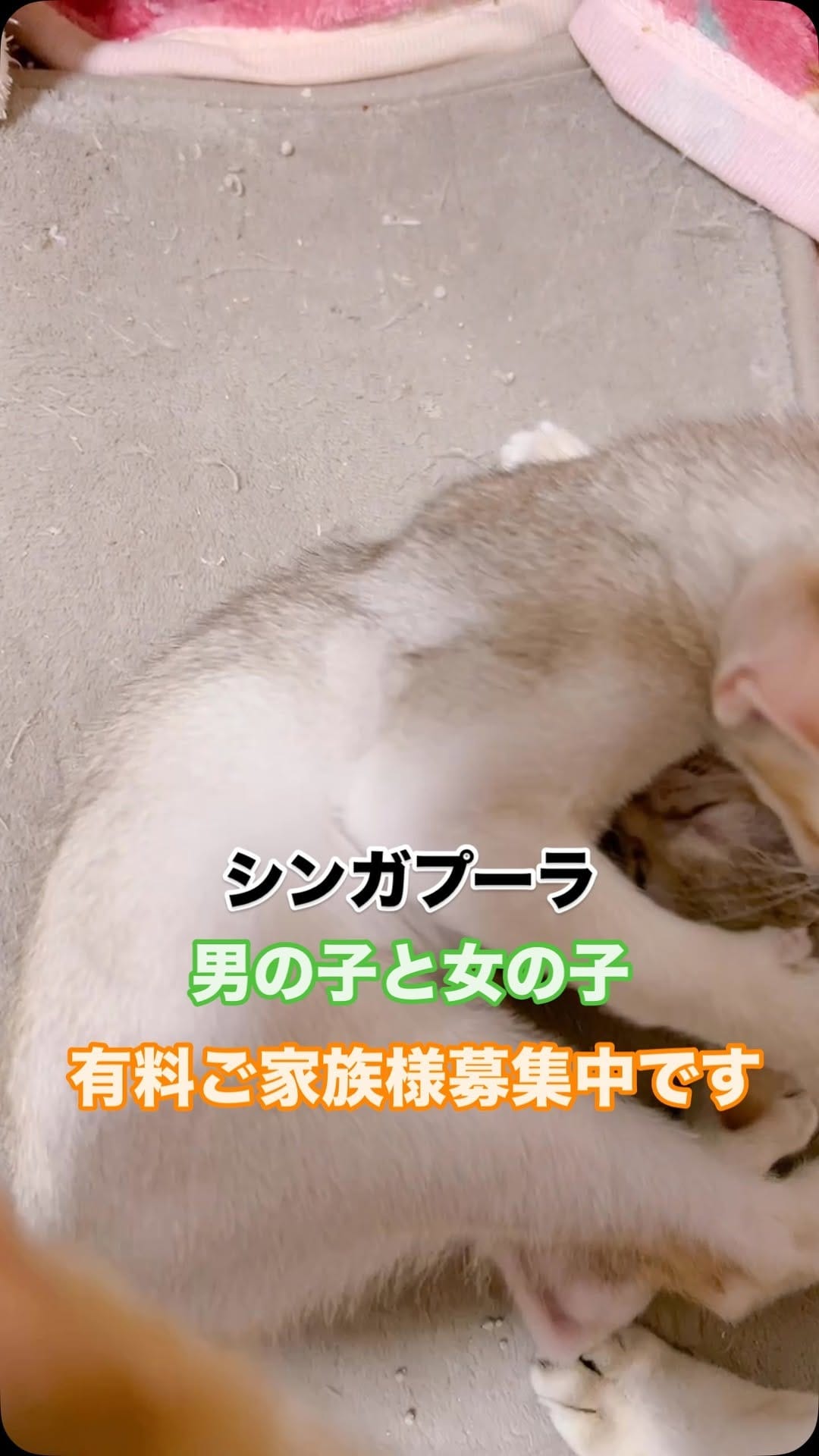 Post 9 by 🅰️ シンガプーラ専門ブリーダー:アンファミリー⬜️抜け毛が少ない世界最小の猫⬜️大阪 on Instagram (video)