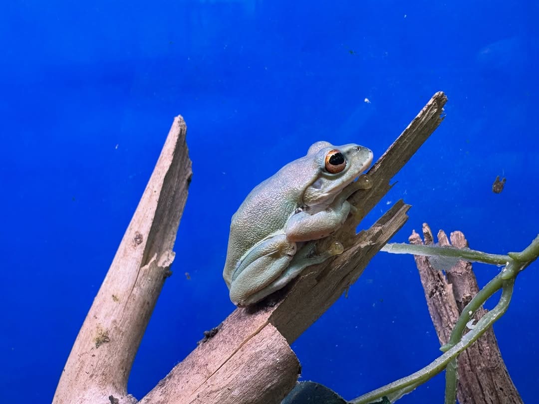 Post 1 by 男鹿水族館GAO on Instagram (carousel)