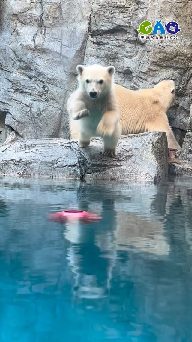 Post 2 by 男鹿水族館GAO on Instagram (video)