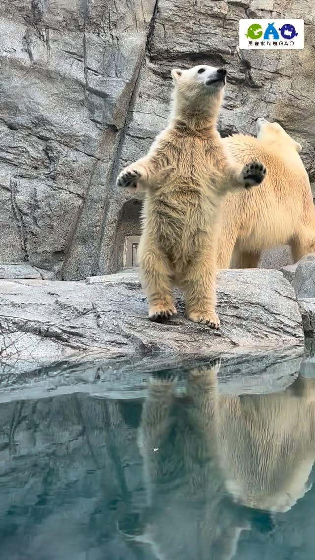 Post 4 by 男鹿水族館GAO on Instagram (video)