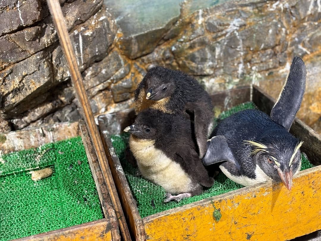Post 3 by 男鹿水族館GAO on Instagram (image)