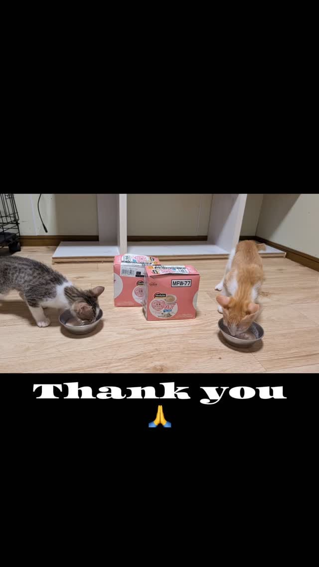 Post 8 by Japan Cat Network on Instagram (video)