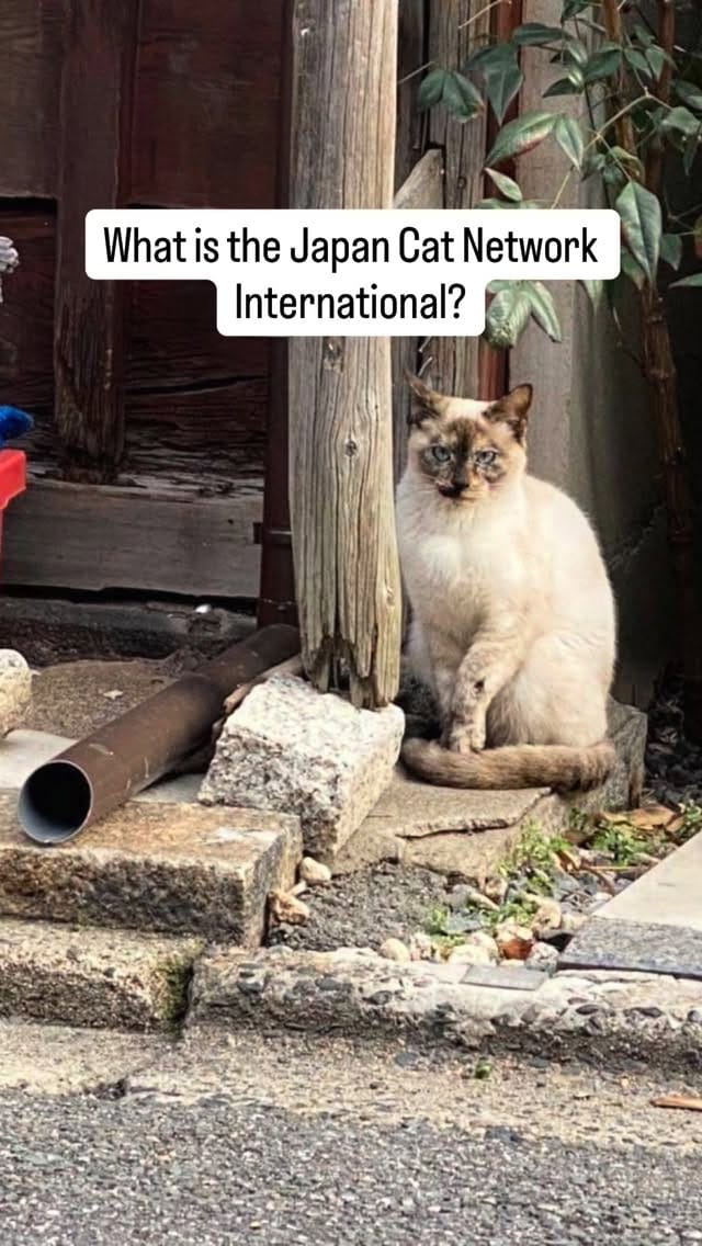 Post 10 by Japan Cat Network on Instagram (video)