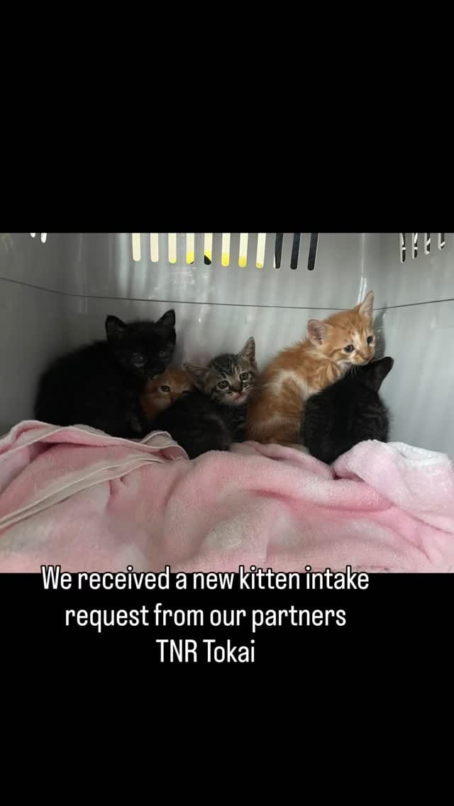 Post 3 by Japan Cat Network on Instagram (video)