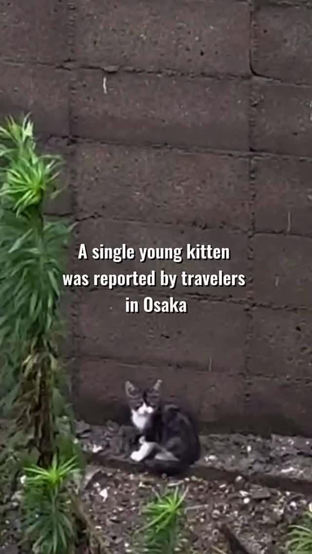 Post 1 by Japan Cat Network on Instagram (video)