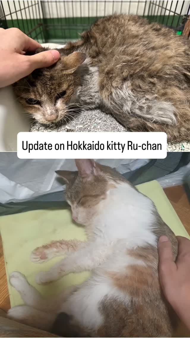 Post 4 by Japan Cat Network on Instagram (video)