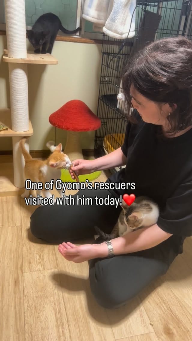 Post 2 by Japan Cat Network on Instagram (video)