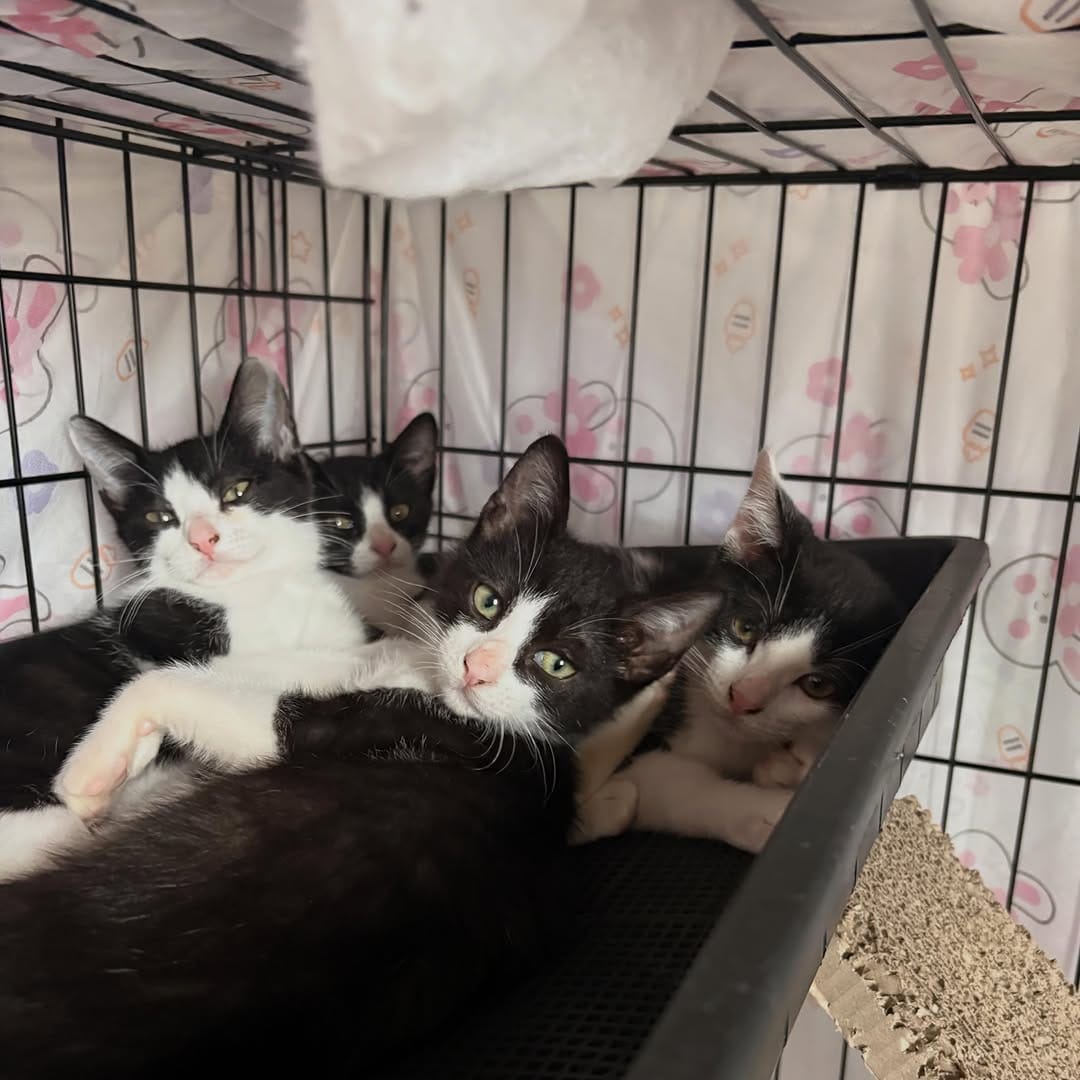 Post 9 by Japan Cat Network on Instagram (carousel)