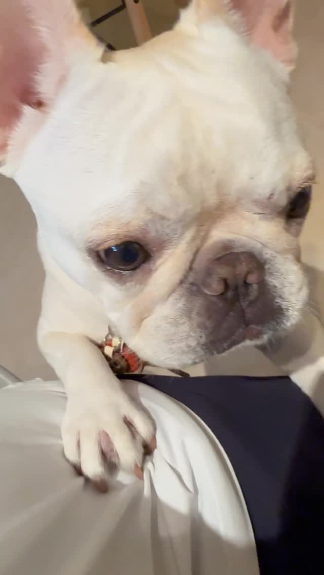 Post 6 by 花ちゃん on Instagram (video)