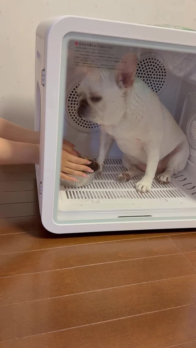 Post 7 by 花ちゃん on Instagram (video)