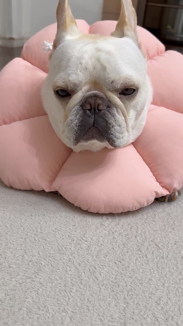 Post 5 by 花ちゃん on Instagram (video)