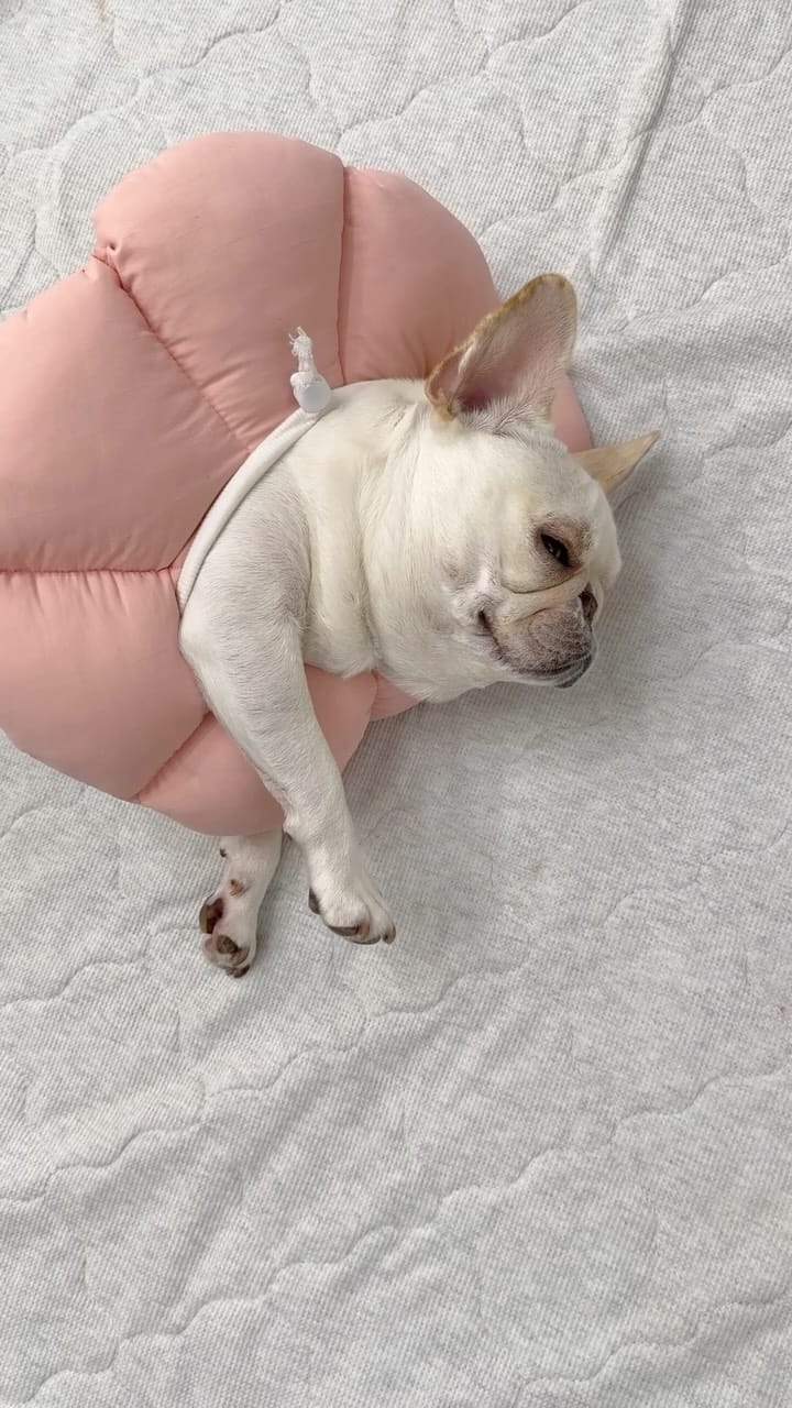 Post 2 by 花ちゃん on Instagram (video)